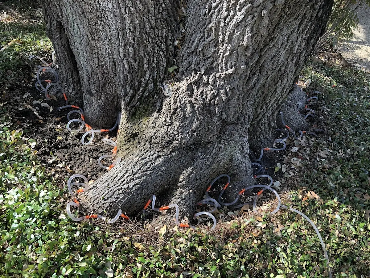 Detailed Tree Cabling and Bracing job site in Spruce Pine