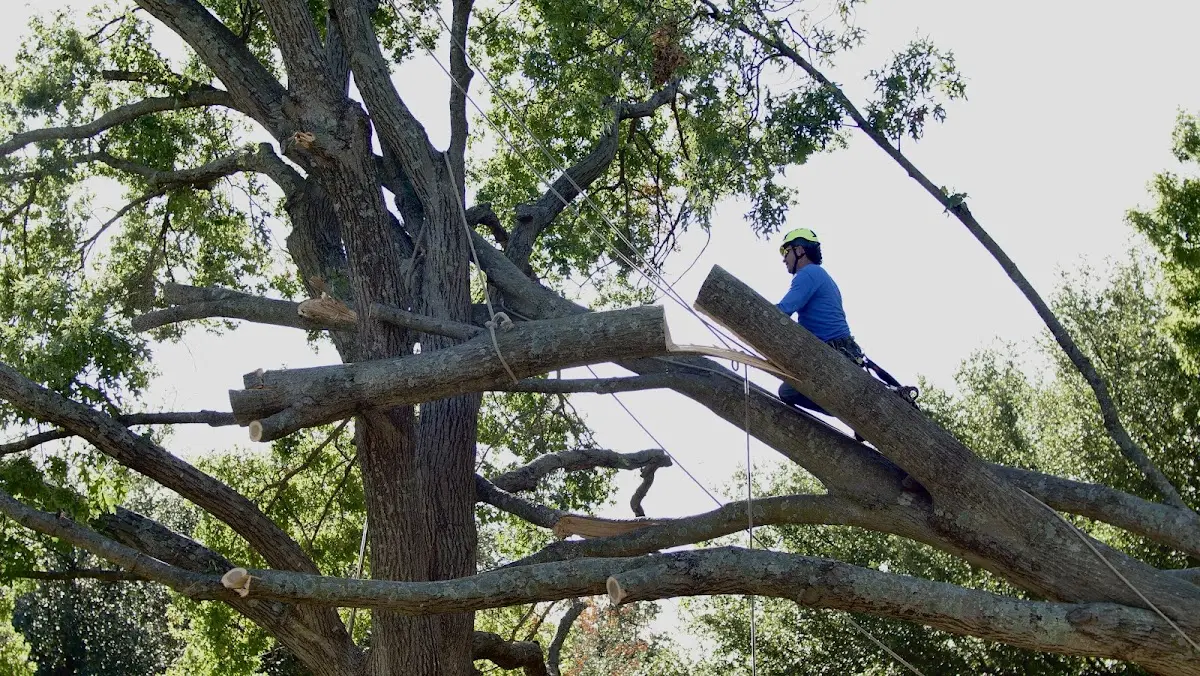 Professional Crown Thinning performed by certified arborists in Spruce Pine